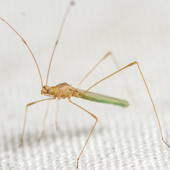 Metacanthus multispinus