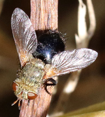 Archytas analis