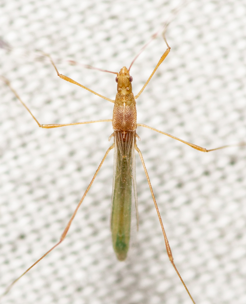 Green Stilt Bug