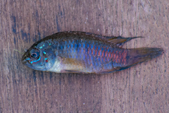 Apistogramma borellii
