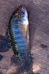 Apistogramma borellii