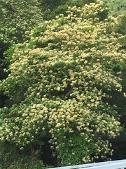 Crateva unilocularis