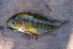 Apistogramma borellii