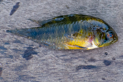 Apistogramma borellii