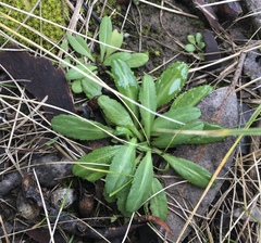 Colobanthus curtisiae
