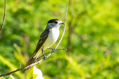 Xenopsaris albinucha