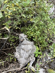 Phrynosoma braconnieri