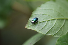 Asphaera albomarginata