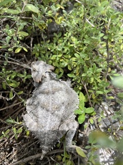 Phrynosoma braconnieri