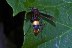 Polistes sagittarius