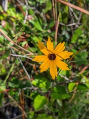 Coreopsis linifolia