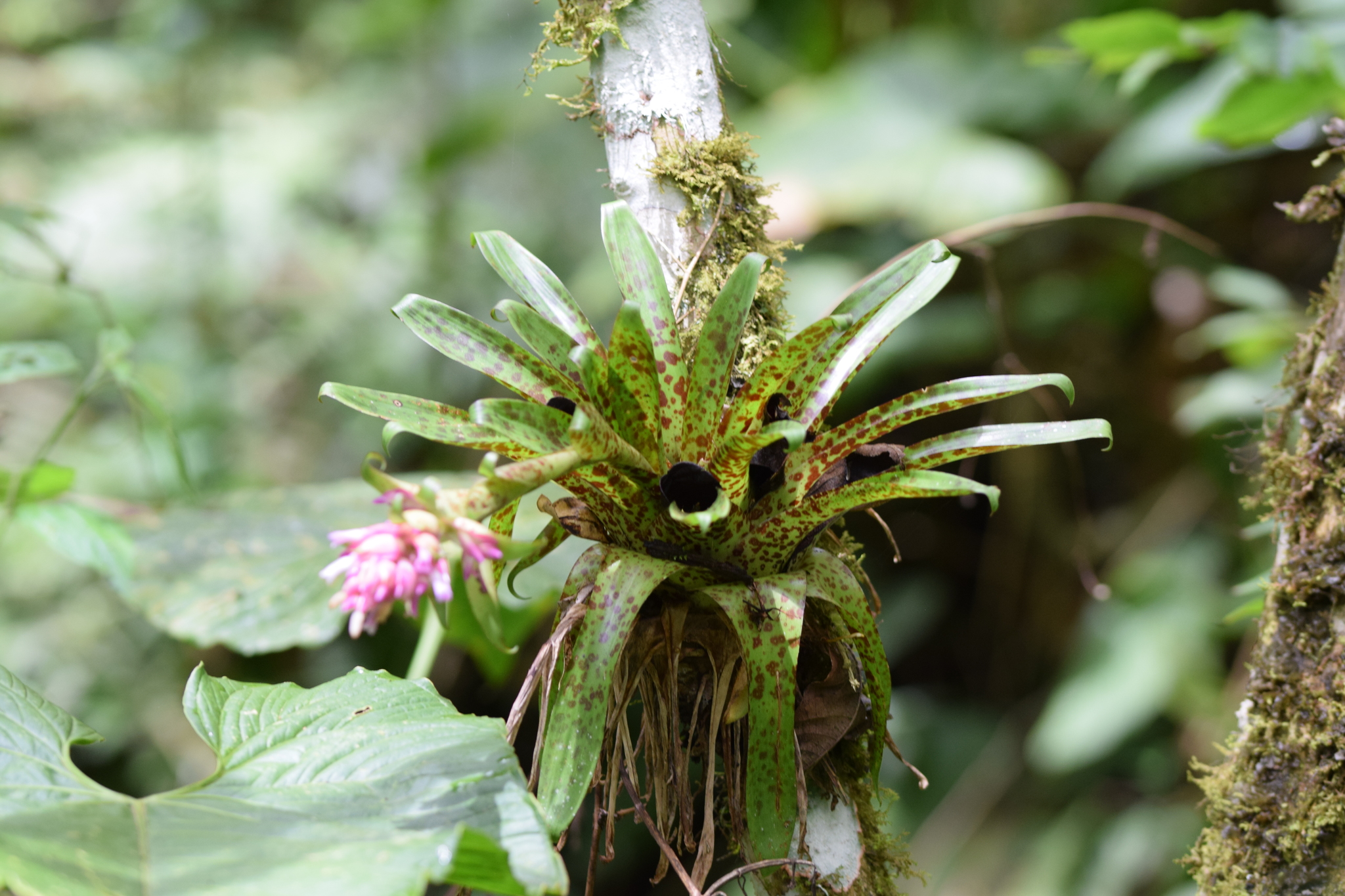 Tillandsia biflora image