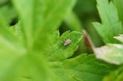 Macrosiphoniella yomogicola