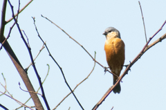 Sporophila hypoxantha