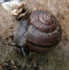 Helminthoglypta arrosa