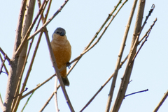 Sporophila hypoxantha