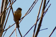 Sporophila hypoxantha