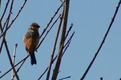 Sporophila hypoxantha