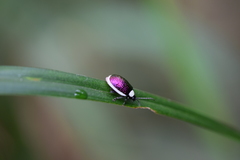 Asphaera albomarginata
