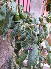 Capsicum pubescens