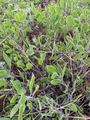 Arctostaphylos hookeri