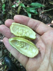 Passiflora contracta