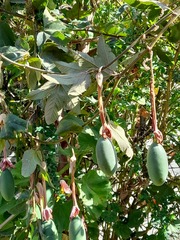 Passiflora tripartita mollissima
