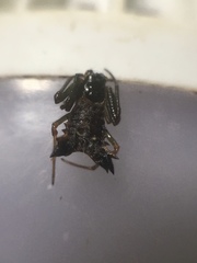 Micrathena triangularis