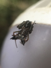 Micrathena triangularis