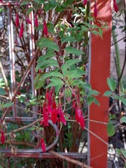 Fuchsia