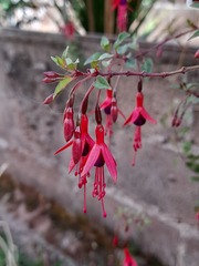 Fuchsia