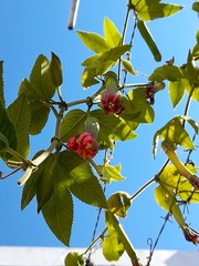Passiflora tripartita mollissima