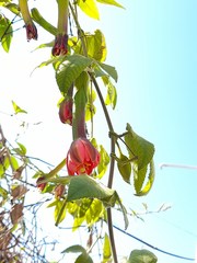 Passiflora tripartita mollissima