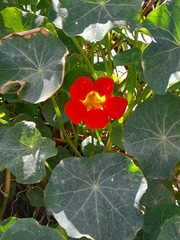 Tropaeolum majus