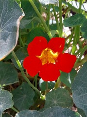 Tropaeolum majus