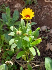 Asteraceae