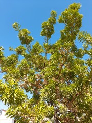 Podocarpus glomeratus