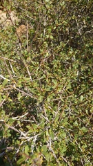 Rhamnus lycioides