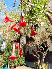 Cantua buxifolia