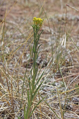 Sisymbrium linifolium