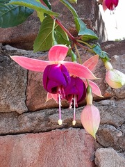 Fuchsia