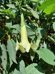 Brugmansia