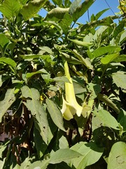 Brugmansia