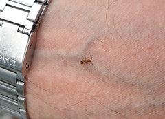 Cryptamorpha desjardinsi