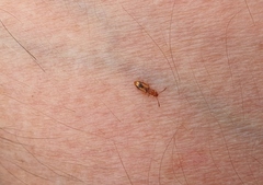 Cryptamorpha desjardinsi