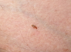 Cryptamorpha desjardinsi