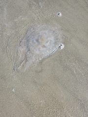 Chrysaora chesapeakei