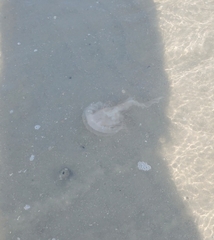 Chrysaora chesapeakei