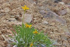 Stenotus armerioides armerioides