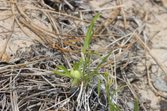 Stenotus armerioides armerioides